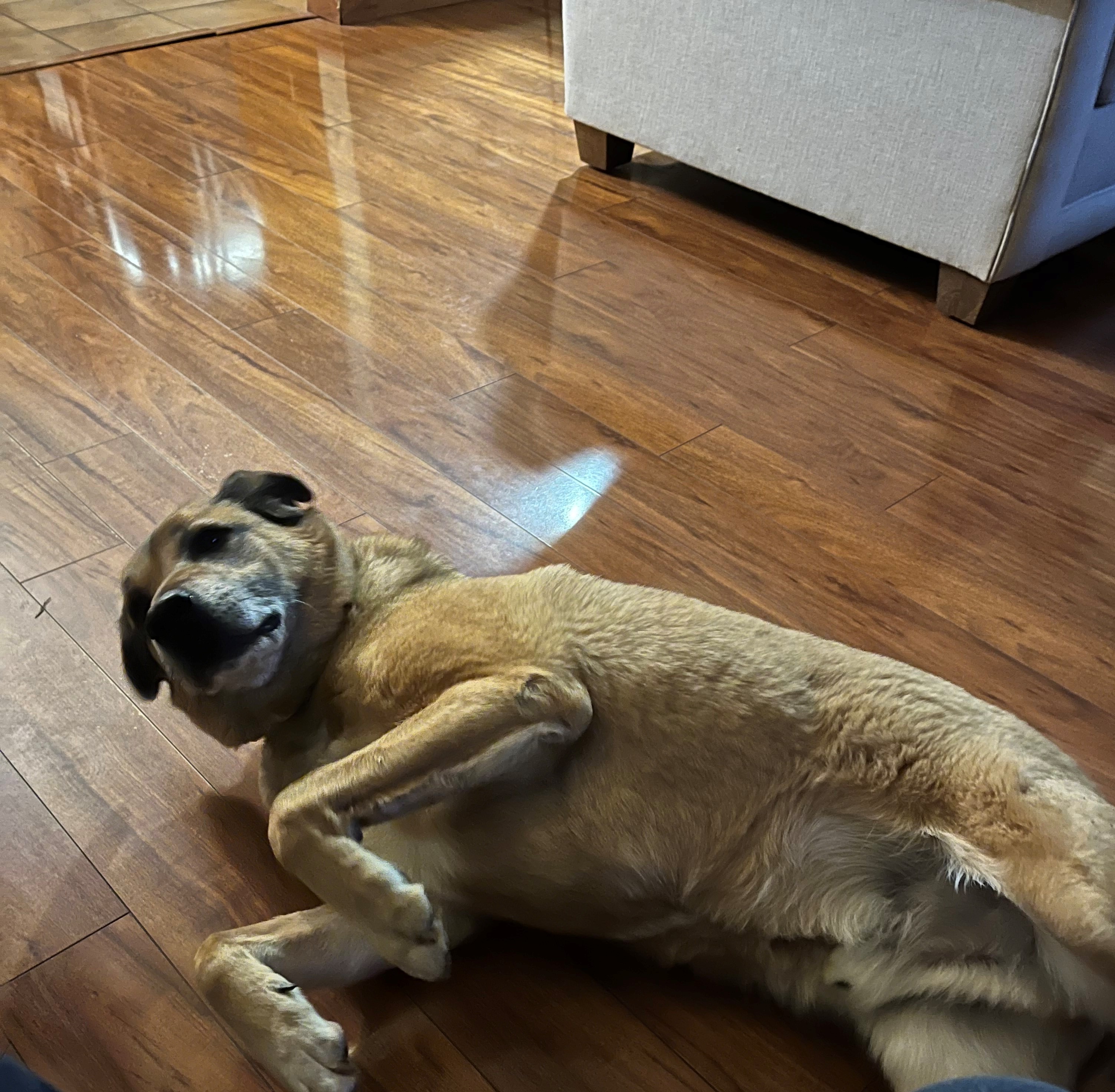 a brown dog laying down with his paws in a raptor position